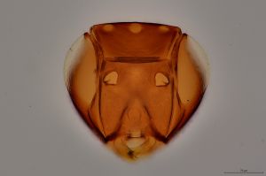 Th13-0 fuscipennis.jpg