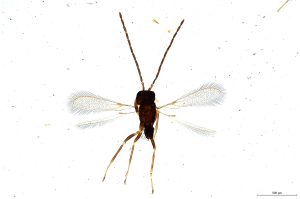 Th167-I-0 fuscipennis male.jpg