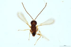 Th2138 fuscipennis male.jpg