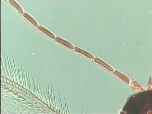 Th28 fuscipennis male.jpg