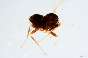 Th296-0 fuscipennis.jpg