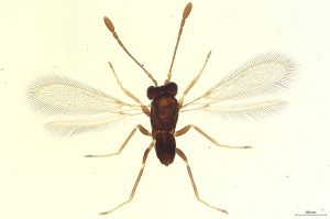Th310-1 fuscipennis.jpg