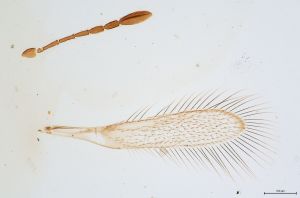 Th317-0 fuscipennis.jpg