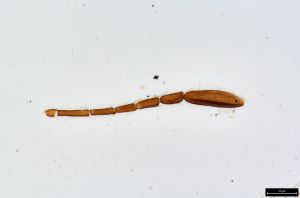 Th318-0 fuscipennis.jpg