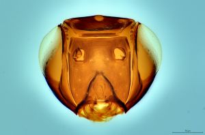 Th3236-0-0 fuscipennis.png