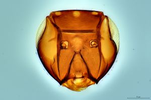 Th3294-0 fuscipennis.png