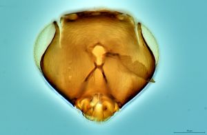 Th3295-0 fuscipennis.jpg