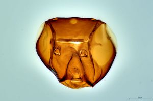 Th3296-0 fuscipennis.jpg