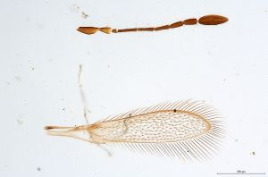 Th357-0 fuscipennis.jpg