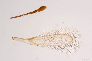 Th359-0 fuscipennis.jpg