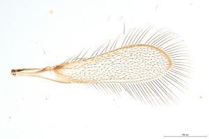 Th361-0 cf. fuscipennis male.jpg