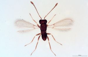 Th365-0 fuscipennis.jpg