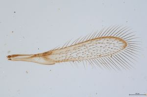 Th366-0 card specimen need.jpg