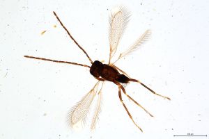 Th367-0 fuscipennis male.jpg