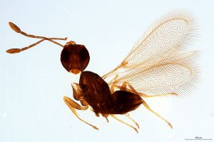 Th375-0 fuscipennis.jpg