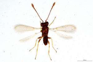 Th440-0 fuscipennis.jpg