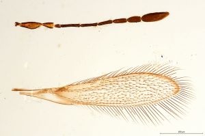 Th74-0 fuscipennis.jpg