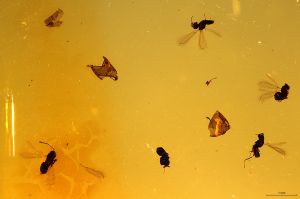 Th1497(1)  fuscipennis.jpg