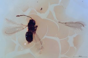 Th1497-0  fuscipennis.jpg