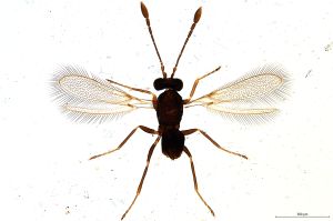 Th2204-0 fuscipennis.jpg
