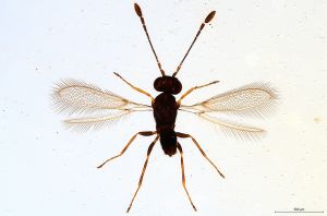 Th2981-0 fuscipennis.jpg