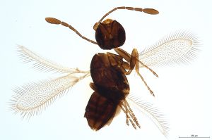 Th758-0 fuscipennis.jpg