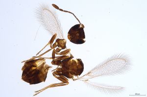 Th759-0 fuscipennis.jpg