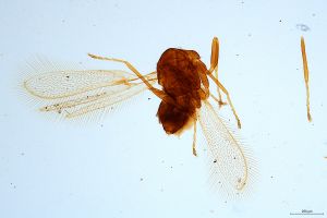 Th837-0 fuscipennis male.jpg