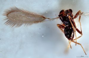 Th3313-0 fuscipennis.jpg