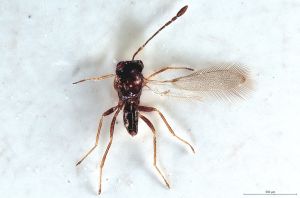 Th3315-0 fuscipennis.jpg
