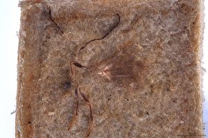 Th3316-0 fuscipennis male.jpg