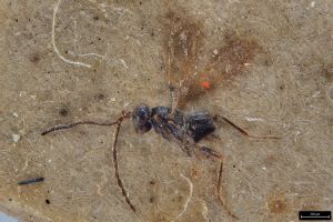 Th3320-0 fuscipennis male.jpg