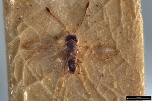 Th3327-0 fuscipennis.jpg