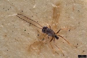 Th3328-II-0 fuscipennis male.jpg