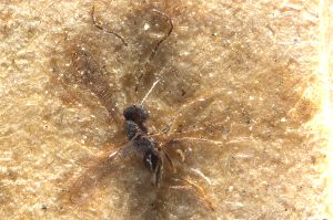 Th3342-0 fuscipennis male.jpg