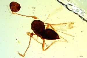 Th1140-0 fuscipennis.jpg