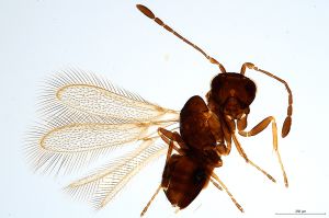 Th1237-0 fuscipennis.jpg