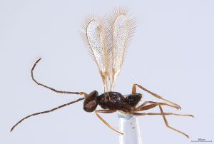 Th3922-0 fuscipennis male.jpg