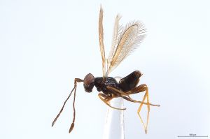 Th3923-0 fuscipennis.jpg