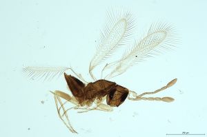 Th108-0 gauthieri.jpg