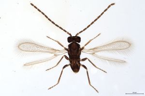 Th136-0 gauthieri male.jpg