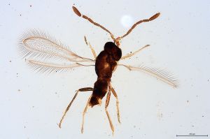 Th229-0 gauthieri.jpg