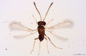 Th230-0 gauthieri.jpg