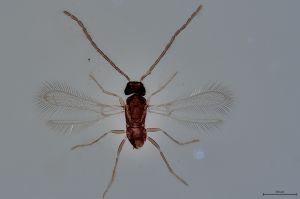 Th320-0-0 gauthieri.jpg