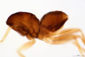 Th3285-0-8 körbe tenni !.png