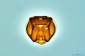 Th3286-0 ex. Phytobius male.png