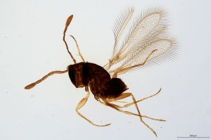 Th39-0 gauthieri.jpg