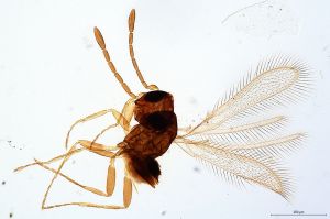 Th406-0 gauthieri.jpg