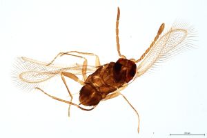 Th411-0 gauthieri.jpg