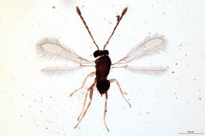 Th50-0 gauthieri.jpg